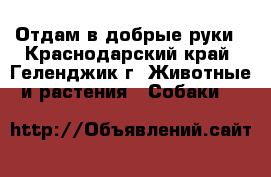 Отдам в добрые руки - Краснодарский край, Геленджик г. Животные и растения » Собаки   